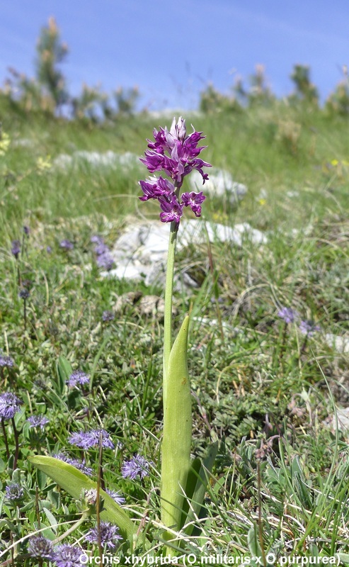 Orchidee a Campo Imperatore tra Medioevo e wilderness  primavera 2023